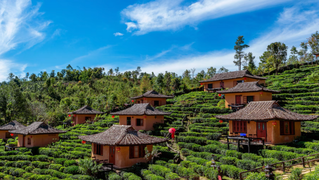 small traditional houses among green tea terraces under a bright sky