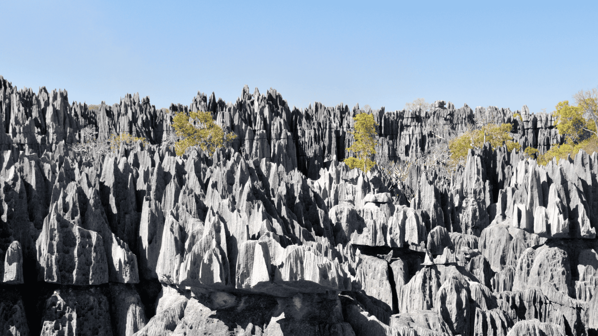 ภูมิประเทศป่าหินปูนแหลมคมของ Tsingy de Bemaraha ในมาดากัสการ์ ลักษณะเหมือนป้อมหินธรรมชาติ