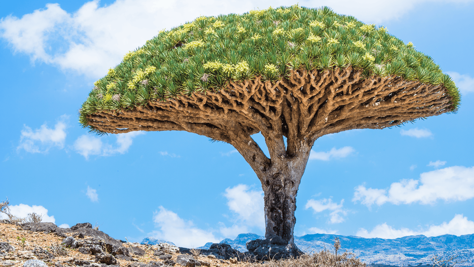 ต้น Dragon Blood Tree บนเกาะโซโคตรา มียอดทรงร่มแผ่กว้างและกิ่งแตกสาขาเป็นโครงข่ายแปลกตา