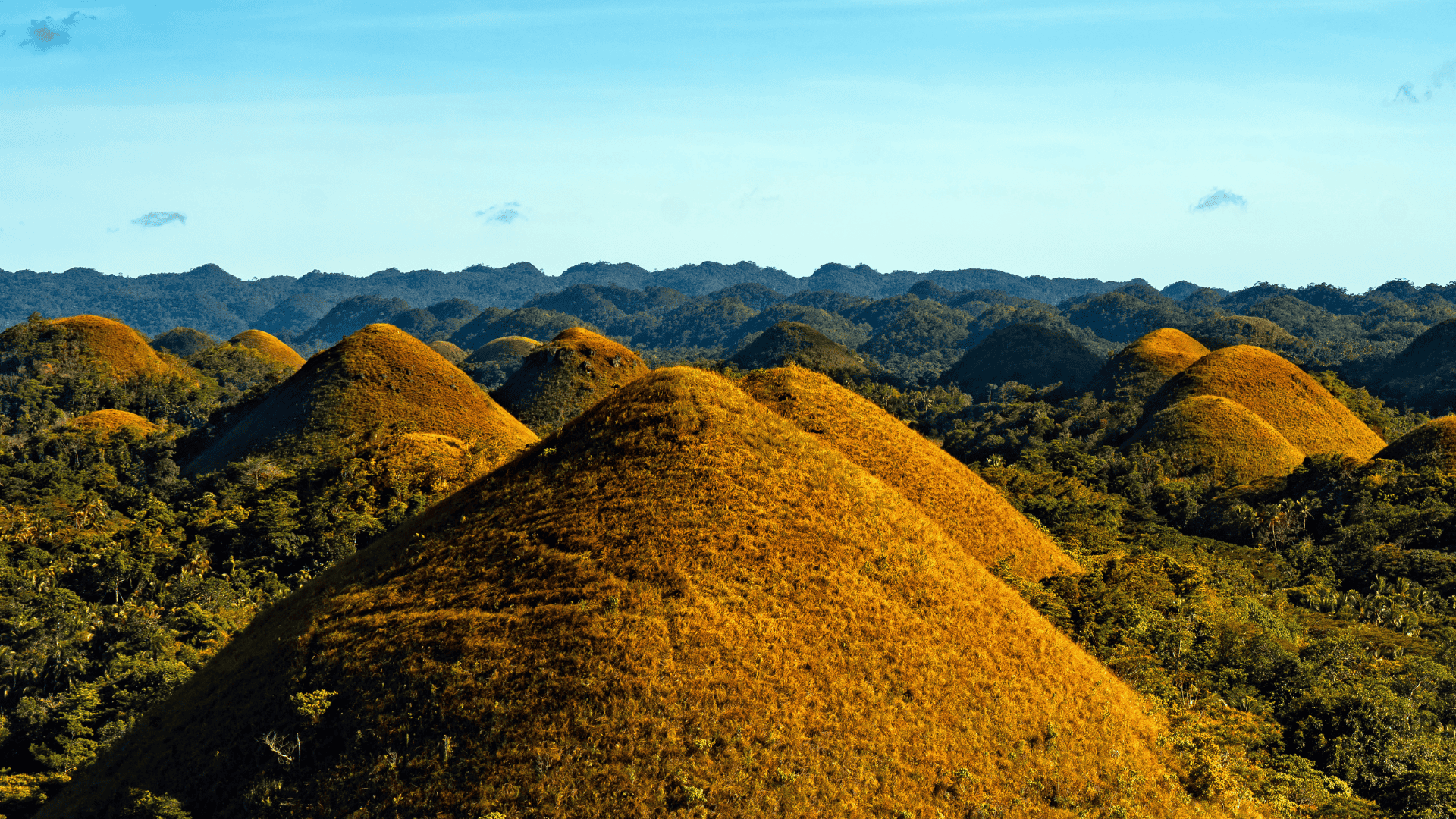 ทิวเขารูปโดมเรียงรายกว่า 1,000 ลูกในภูมิภาคโบฮอล ประเทศฟิลิปปินส์ สีทองในฤดูแล้ง