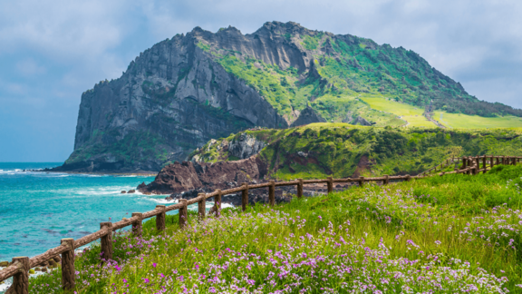 A coastal landscape on Jeju Island featuring dramatic volcanic cliffs, turquoise sea, wildflowers and a wooden walking path along the shore.
