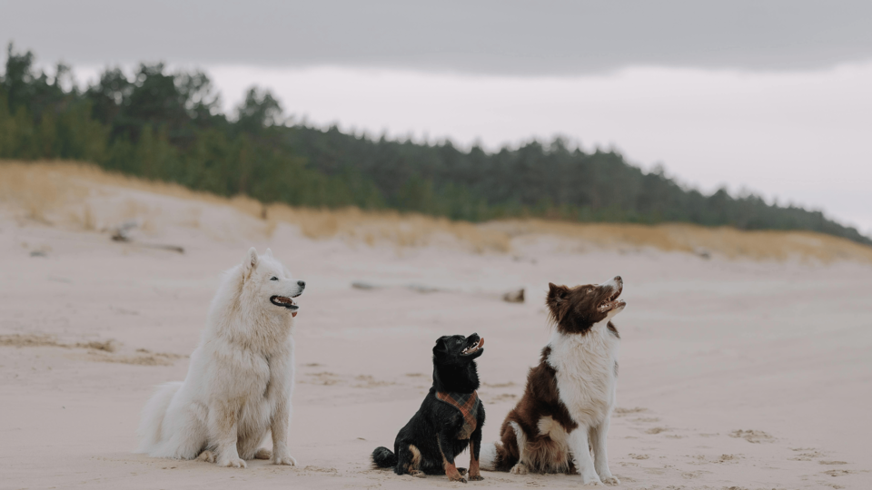 Three dogs sitting together on a quiet sandy beach with dunes and trees in the background